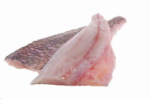 מוסר ים - Corvina