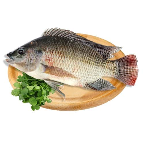 אמנון - (מושט) - Tlapia